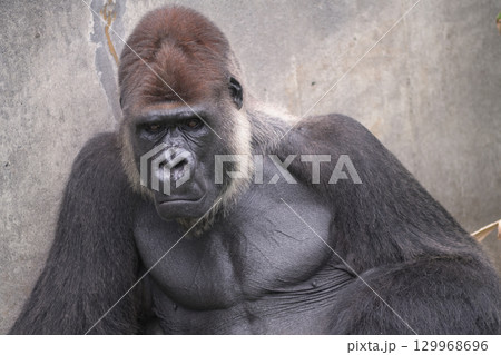 物憂げな表情で考え込むゴリラ 物憂げな表情で考え込むゴリラ 129968696
