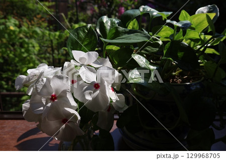 窓辺に切り戻したニチニチソウとポトスを飾る 129968705