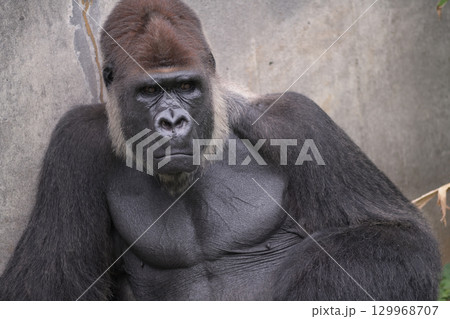 悲しそうな表情で目を落とすゴリラ 129968707