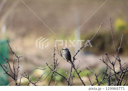 木の枝で休んでいるヒヨドリ 129968771