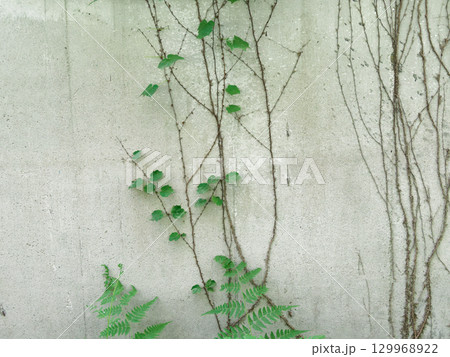 蔦のある壁 129968922