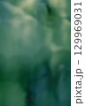 水面に映った新緑 129969031