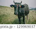 初夏の隠岐諸島 知夫里島にて放牧されている牛 129969037