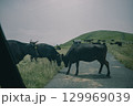 初夏の隠岐諸島 知夫里島にて放牧されている牛 129969039