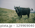 初夏の隠岐諸島 知夫里島にて放牧されている牛 129969040