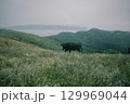 初夏の隠岐諸島 知夫里島にて放牧されている牛 129969044