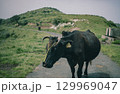 初夏の隠岐諸島 知夫里島にて放牧されている牛 129969047