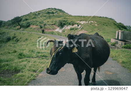 初夏の隠岐諸島 知夫里島にて放牧されている牛 129969047