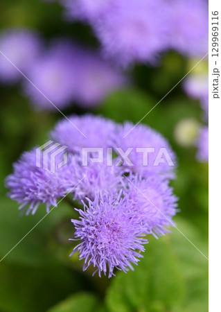 アゲラタムの花 アゲラタムの花 129969116