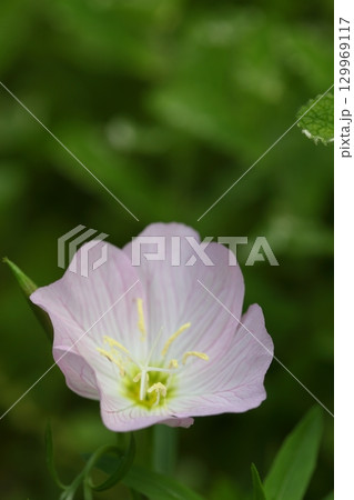 桃色昼咲き月見草の花 桃色昼咲き月見草の花 129969117