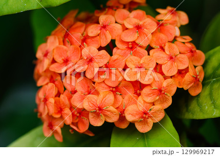 サンタンカの花 129969217