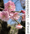 紅梅 129969499