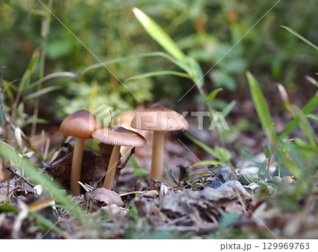 カバイロツルタケの生態写真 129969763