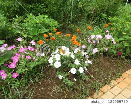 稲毛海浜公園入り口花壇のペチニアとマリーゴールドの花 129969780