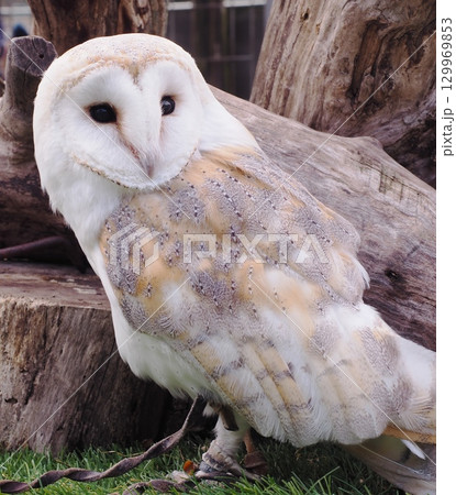 メンフクロウ 129969853