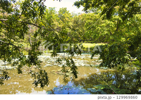シーギリヤロック周辺の森林風景 シーギリヤロック周辺の森林風景 129969860