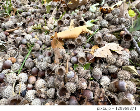 Fallen oak acorns with autumn leaves 129969871