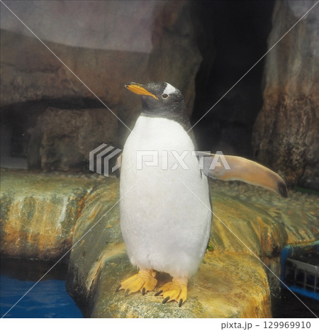 ジェンツーペンギン 129969910