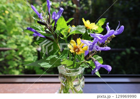 窓辺にコレオプシスとサルビアを生ける 129969990