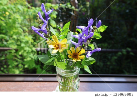 出窓にコレオプシスとサルビアを生ける 129969995