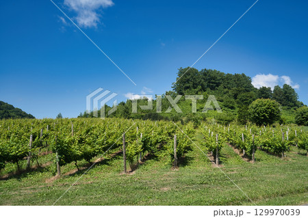 夏のブドウ畑と青空 夏のブドウ畑と青空 129970039
