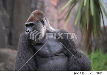 目線ですかとカメラに顔を向けるサービス精神にあふれたゴリラ 129970046