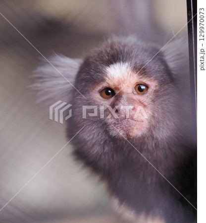 マーモセット マーモセット 129970073