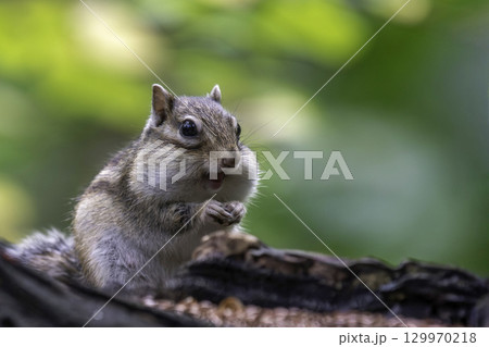 木の幹でたたずむエゾシマリス 129970218