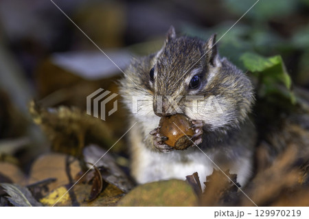 ドングリを食べるシマリス ドングリを食べるシマリス 129970219