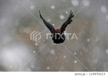 飛翔するクマゲラ 129970223