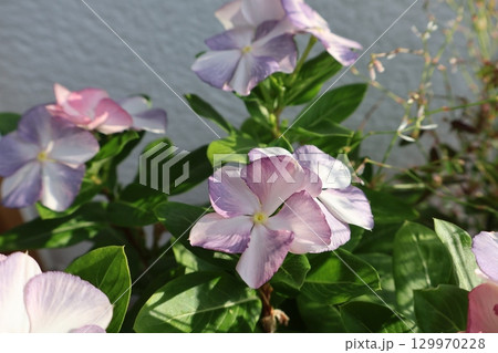 ぼかしが入る薄紫色のニチニチソウ 129970228