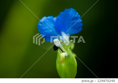 露草(つゆくさ) 129970240