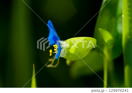 露草(つゆくさ) 129970241