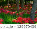 松戸市 祖光院の彼岸花 129970439