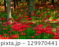 松戸市 祖光院の彼岸花 129970441