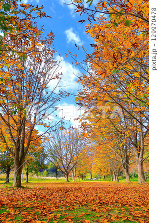 鮮やかな紅葉と降り積もる落ち葉の雑木林 129970478