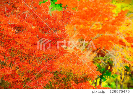 真っ赤に紅葉した鮮やかなドウダンツツジ 129970479