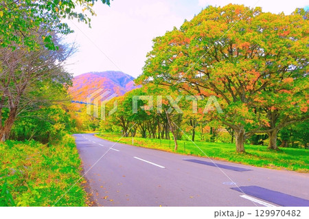 秋色に染まる高原の並木道 秋色に染まる高原の並木道 129970482