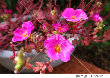 ポーチュラカマジカルキューティーのピンクの花 129970492