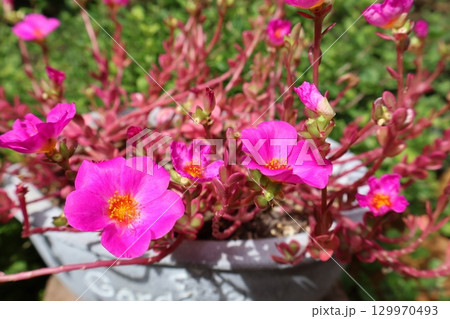 ポーチュラカマジカルキューティーのピンクの花 ポーチュラカマジカルキューティーのピンクの花 129970493