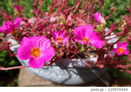 ポーチュラカマジカルキューティーのピンクの花 ポーチュラカマジカルキューティーのピンクの花 129970494