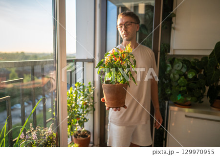 Man checking chili plant pot harvest, home garden hobby for plant lover. Spice growing on balcony Man checking chili plant pot harvest, home garden hobby for plant lover. Spice growing on balcony 129970955