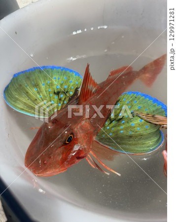 魚釣りの日々 魚釣りの日々 129971281