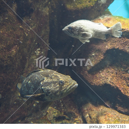 クロソイ 129971383