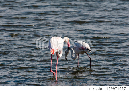 Flamingos near Walvis Bay 129971657