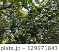 シークヮーサー 129971843
