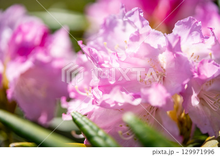 花が咲いた白山シャクナゲ 花が咲いた白山シャクナゲ 129971996