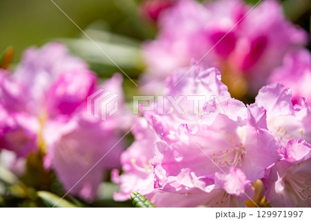 花が咲いた白山シャクナゲ 129971997