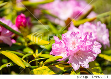 花が咲いた白山シャクナゲ 129972001