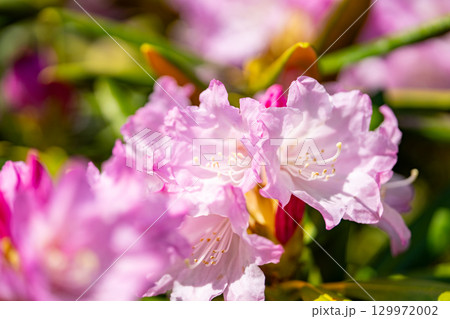 花が咲いた白山シャクナゲ 花が咲いた白山シャクナゲ 129972002